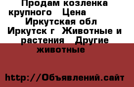 Продам козленка крупного › Цена ­ 3 000 - Иркутская обл., Иркутск г. Животные и растения » Другие животные   